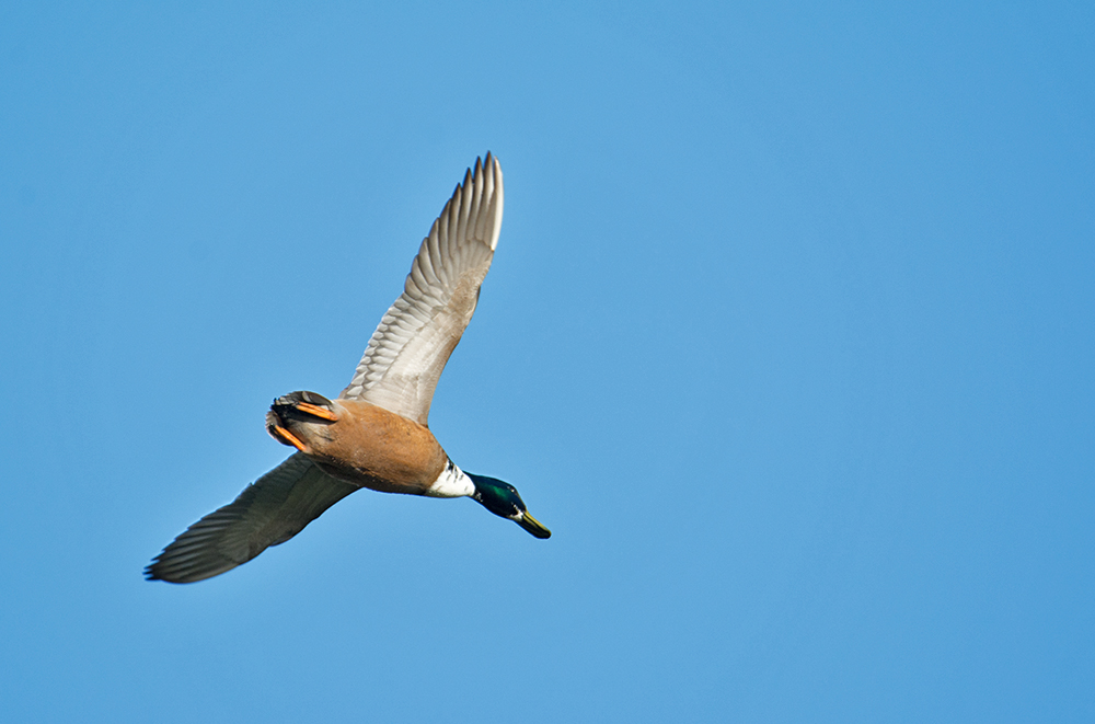 DSC_9766.jpg