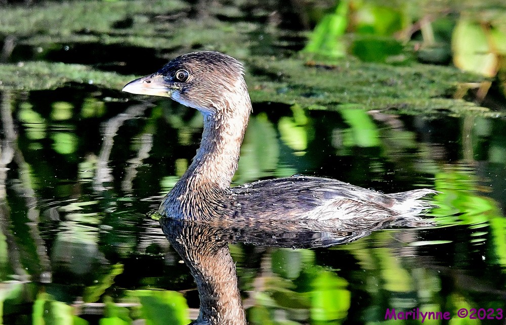 DSC_9767_001.JPG
