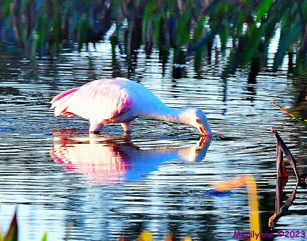 DSC_9768_001.JPG