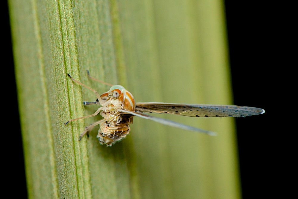 DSC_9770.jpg