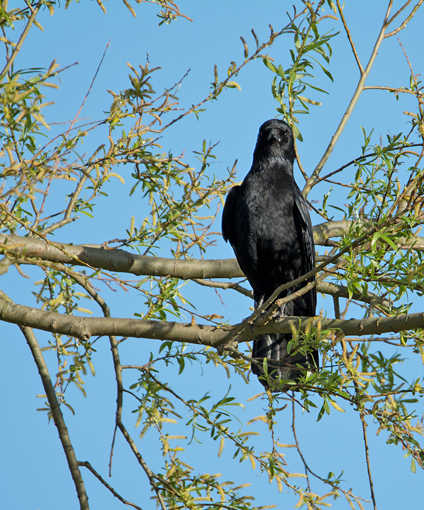 DSC_9770.jpg