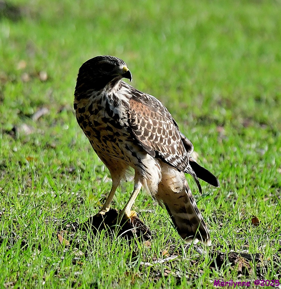 DSC_9772_001.JPG