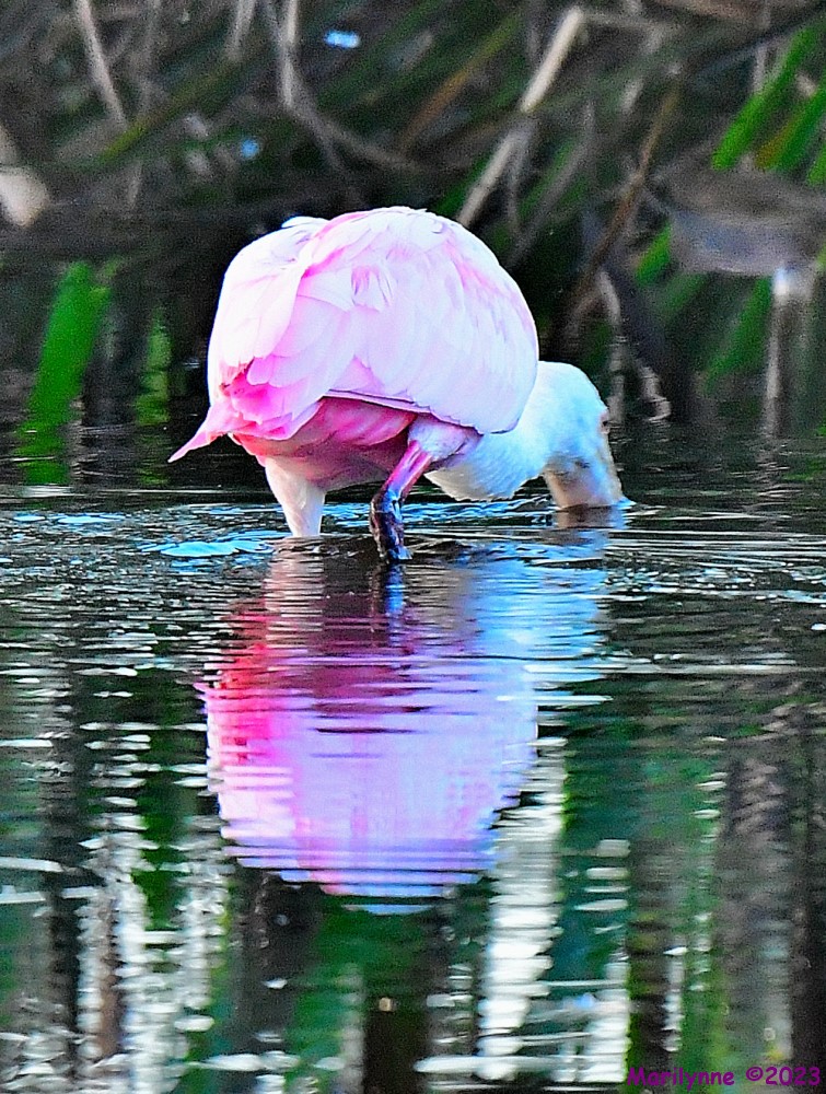 DSC_9775_001.JPG