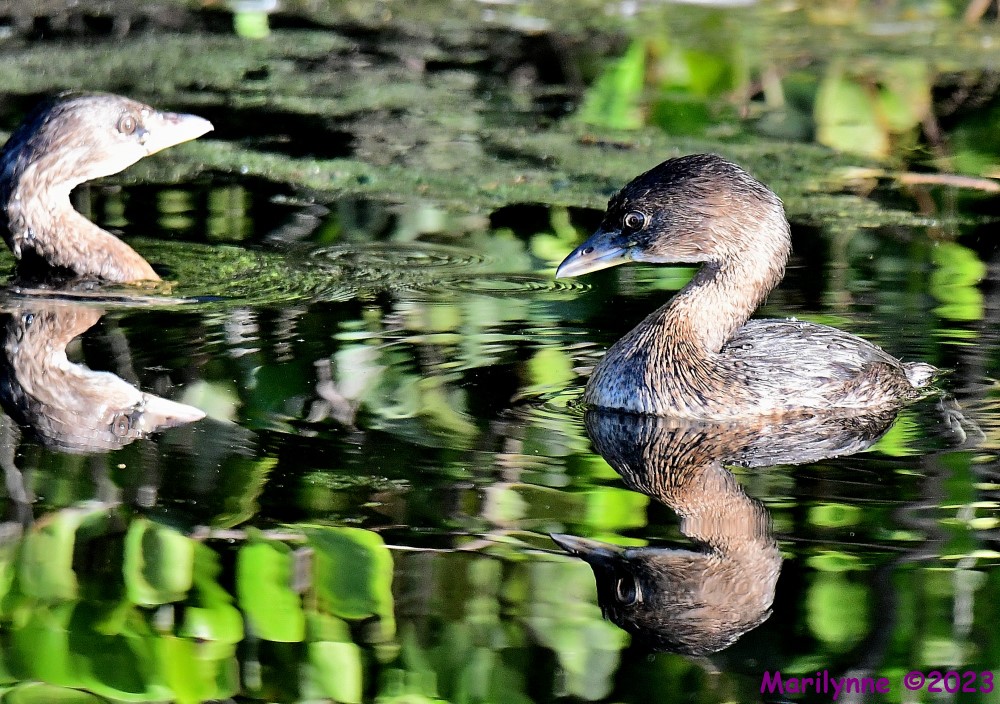 DSC_9775_001.JPG