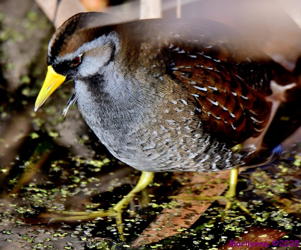 DSC_9775_001.JPG