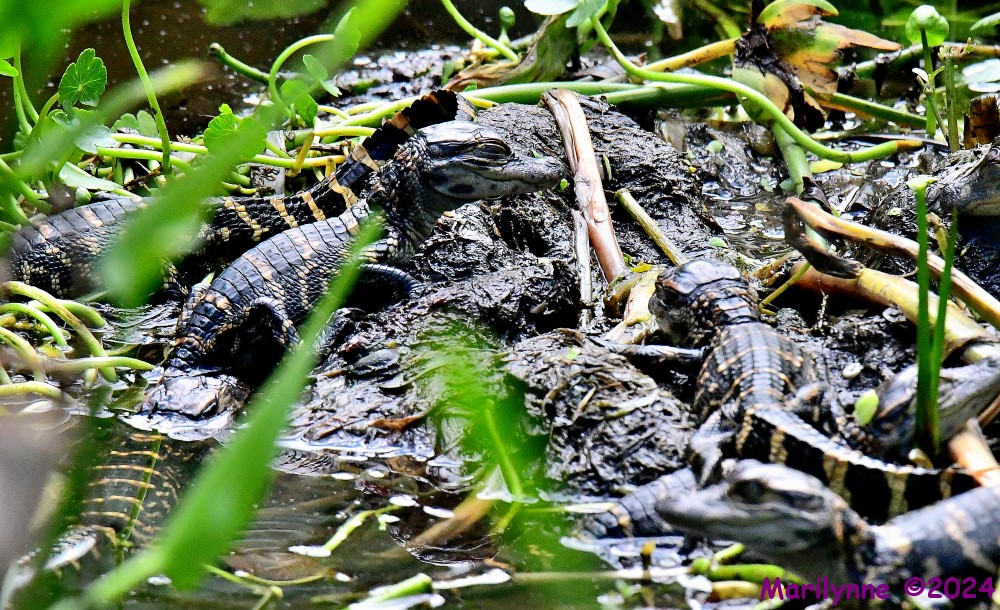 DSC_9776_001.JPG