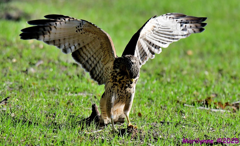 DSC_9776_001.JPG
