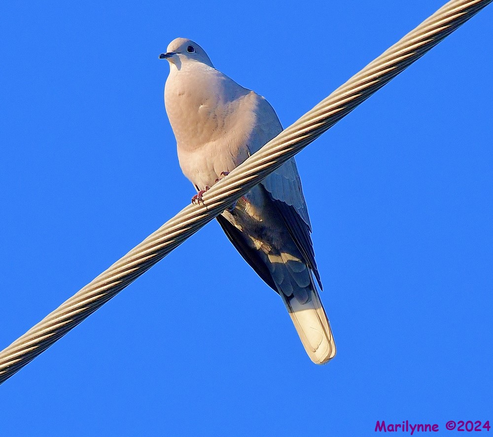 DSC_9778_001.JPG