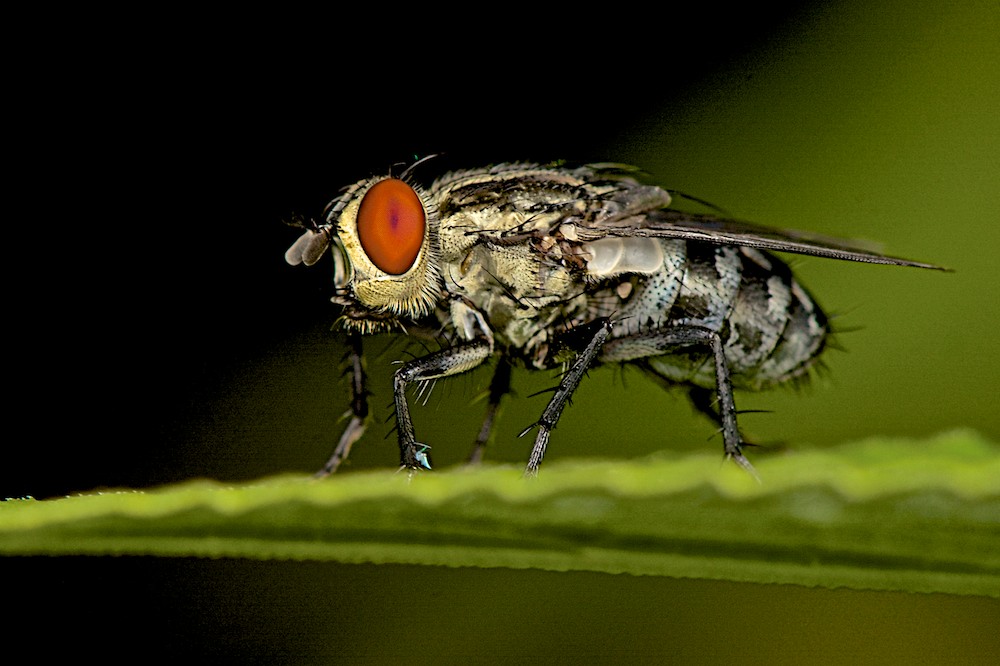 DSC_9780.jpg
