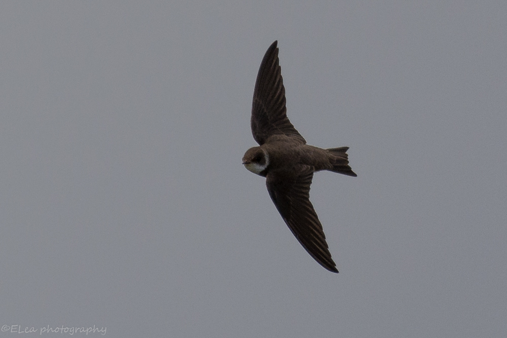 DSC_9782.jpg