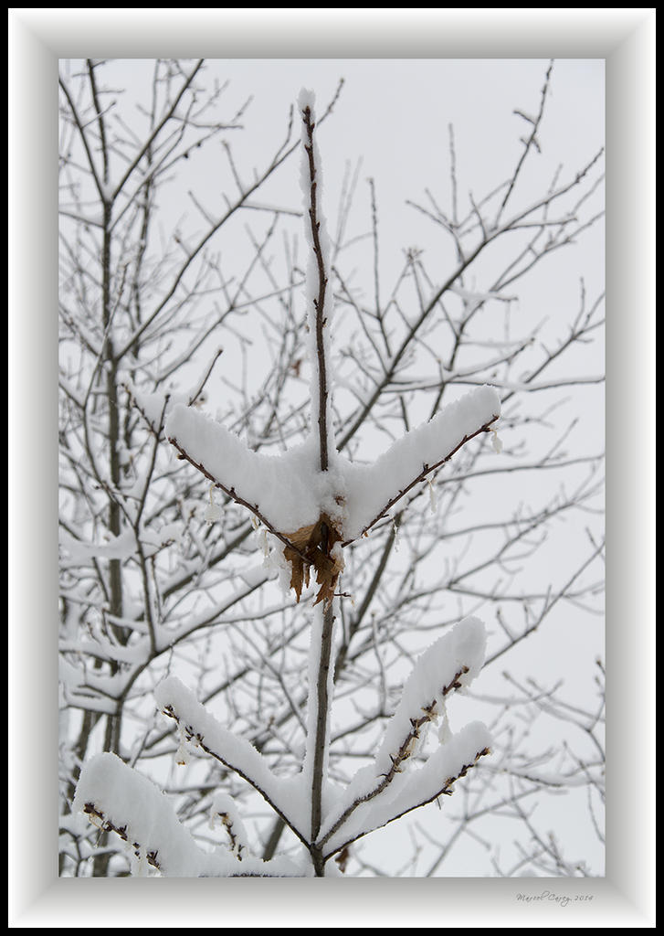 DSC_9783.jpg