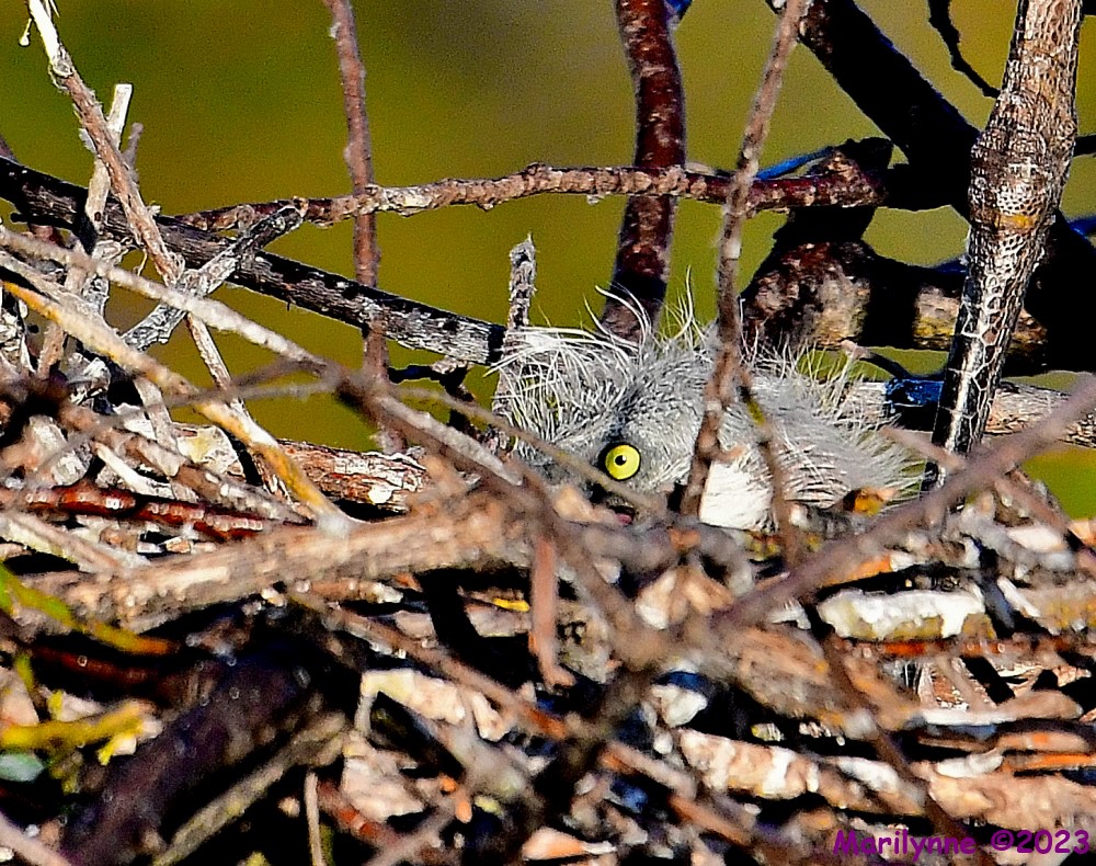 DSC_9783_001.JPG