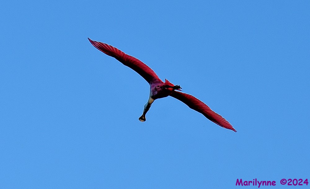 DSC_9784_001.JPG