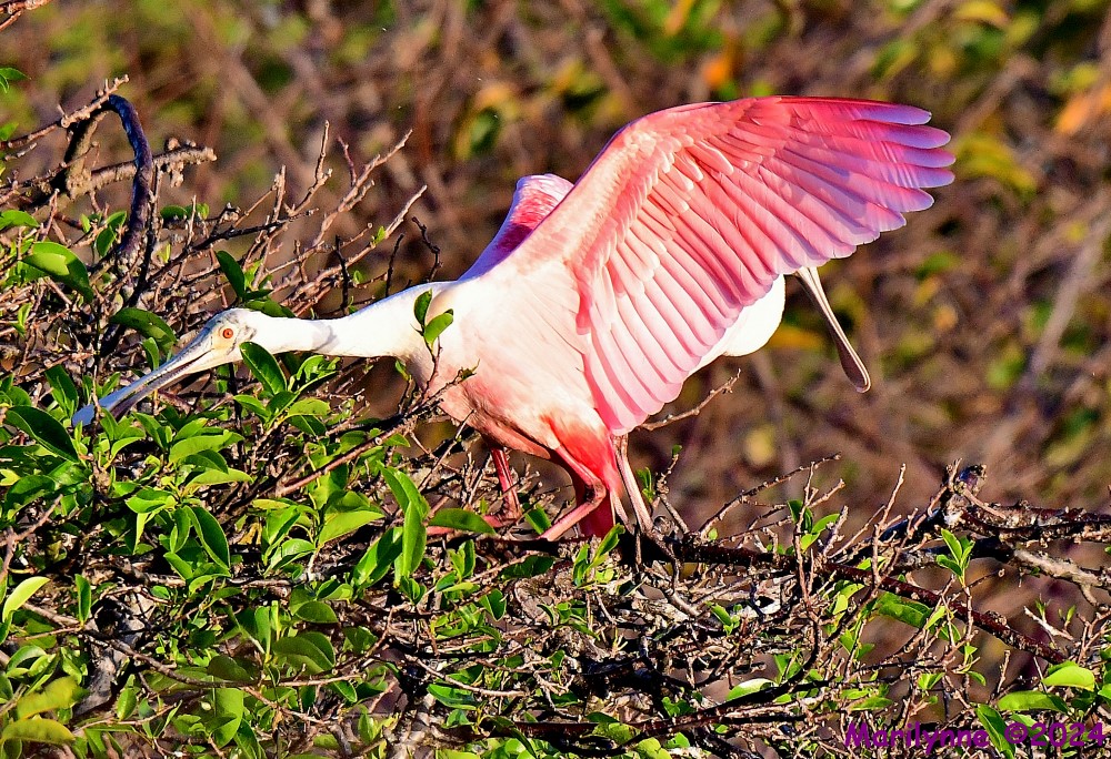 DSC_9785_001.JPG