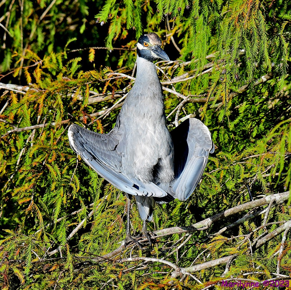 DSC_9786_001.JPG