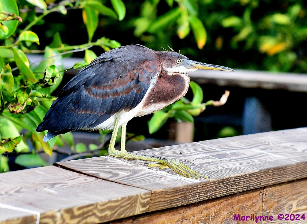 DSC_9786_001.JPG