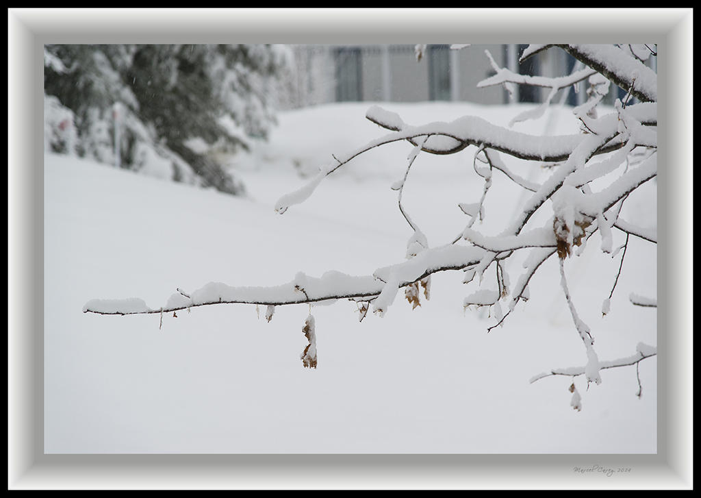 DSC_9787.jpg