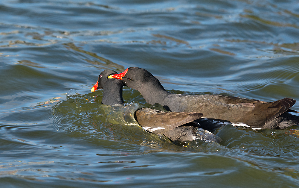 DSC_9788.jpg