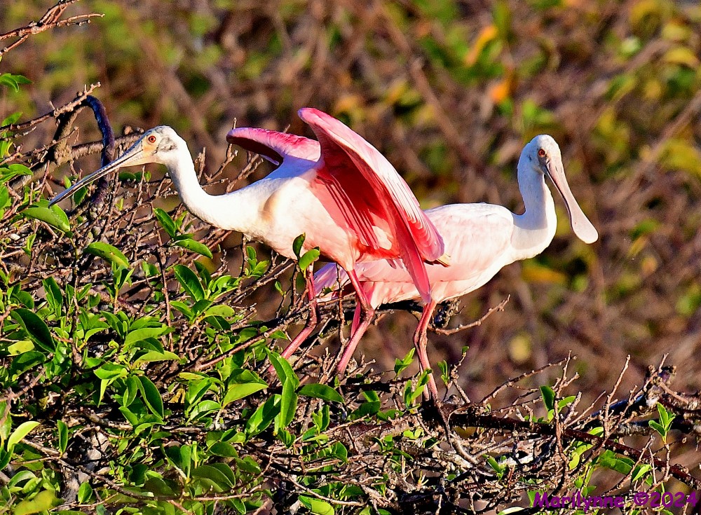 DSC_9789_001.JPG