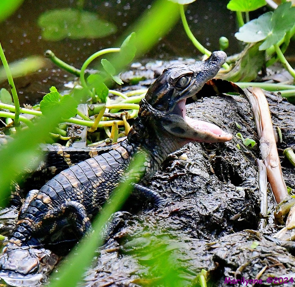 DSC_9790_001.JPG