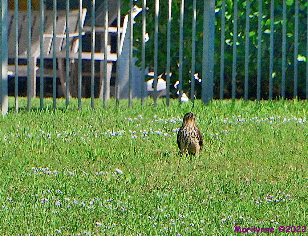 DSC_9792_001.JPG