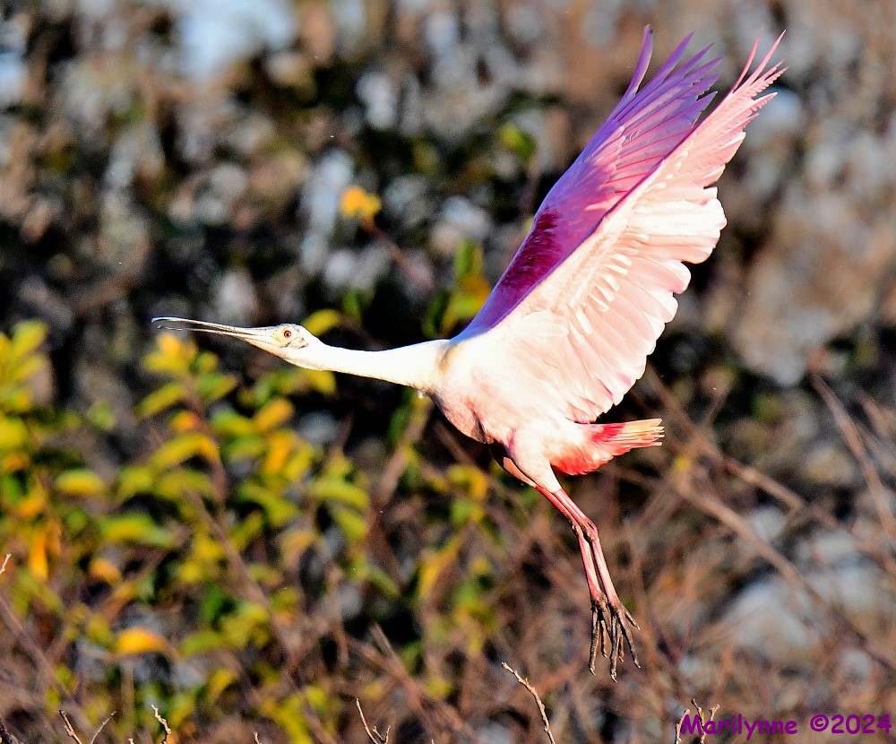DSC_9792_001.JPG
