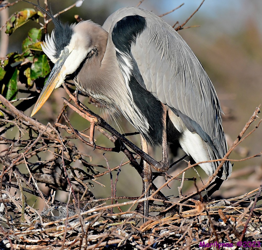 DSC_9793_001.JPG