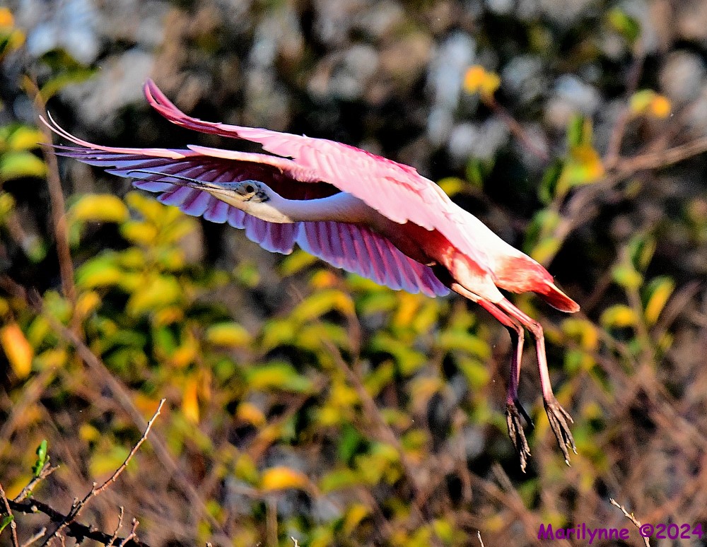 DSC_9793_001.JPG
