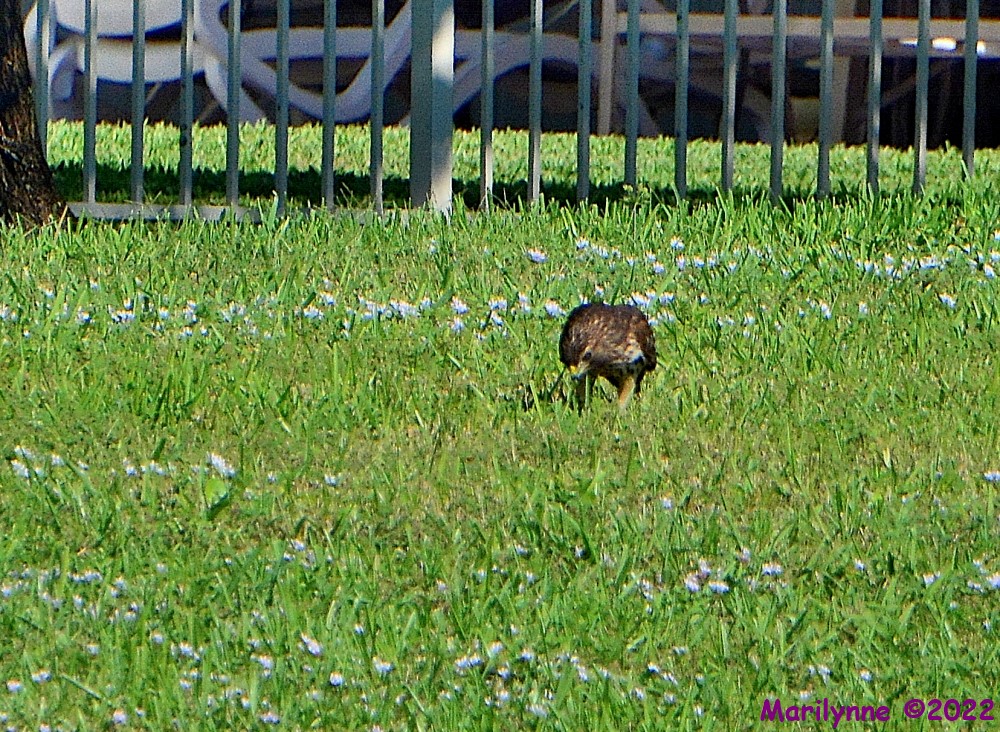 DSC_9794_001.JPG