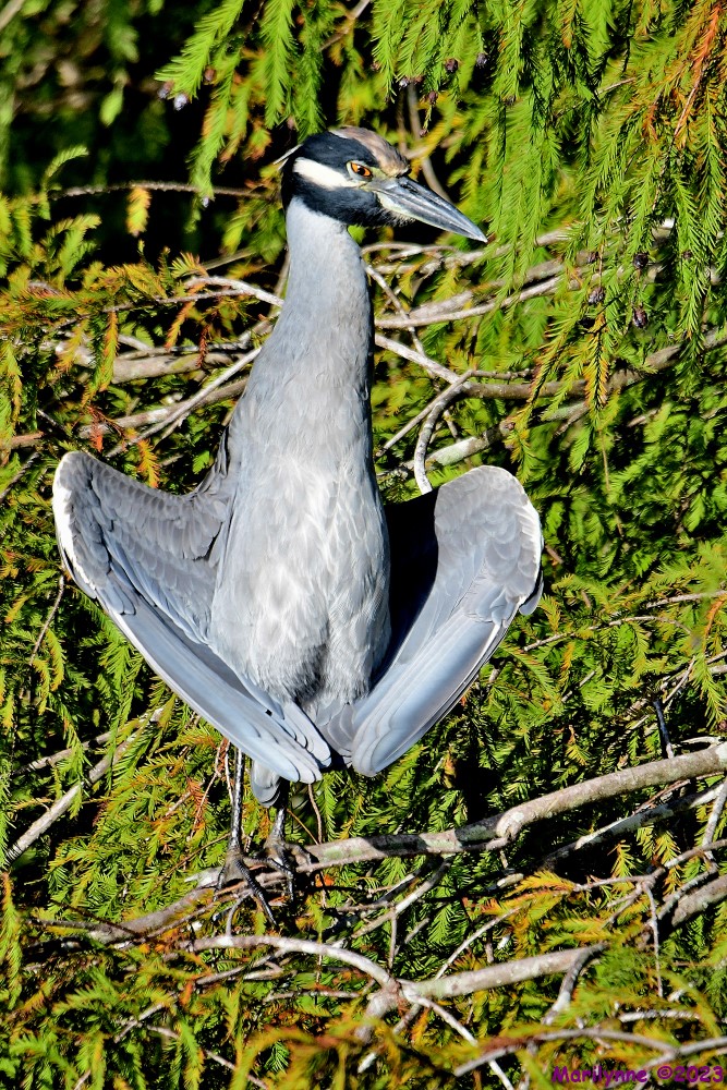 DSC_9795_001.JPG