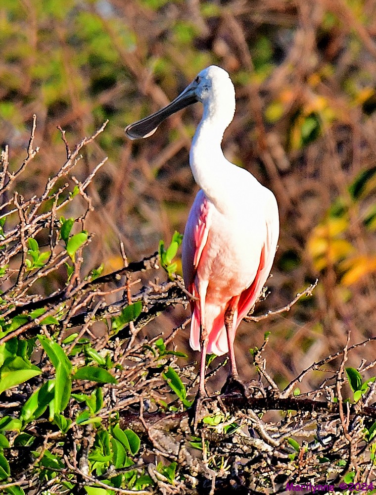 DSC_9795_001.JPG