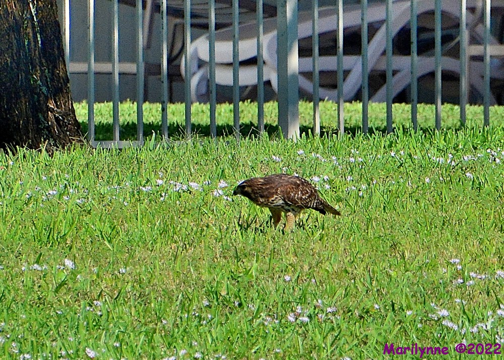 DSC_9797_001.JPG