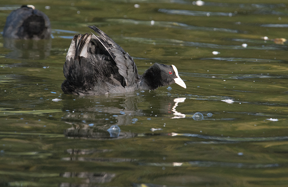 DSC_9798.jpg