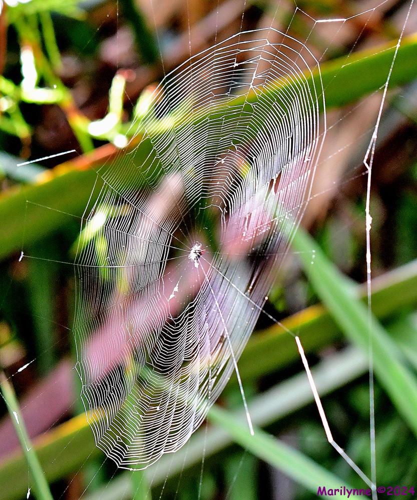 DSC_9798_001.JPG