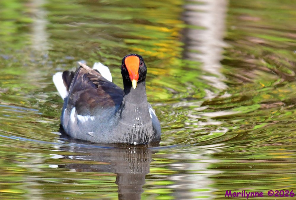 DSC_9799_001.JPG