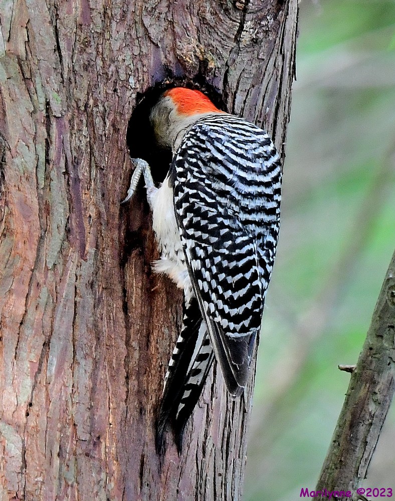 DSC_9800_001.JPG
