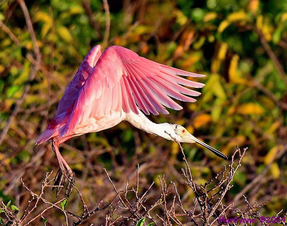 DSC_9801_001.JPG