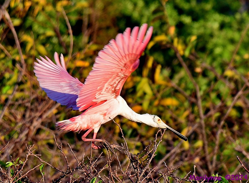 DSC_9802_001.JPG