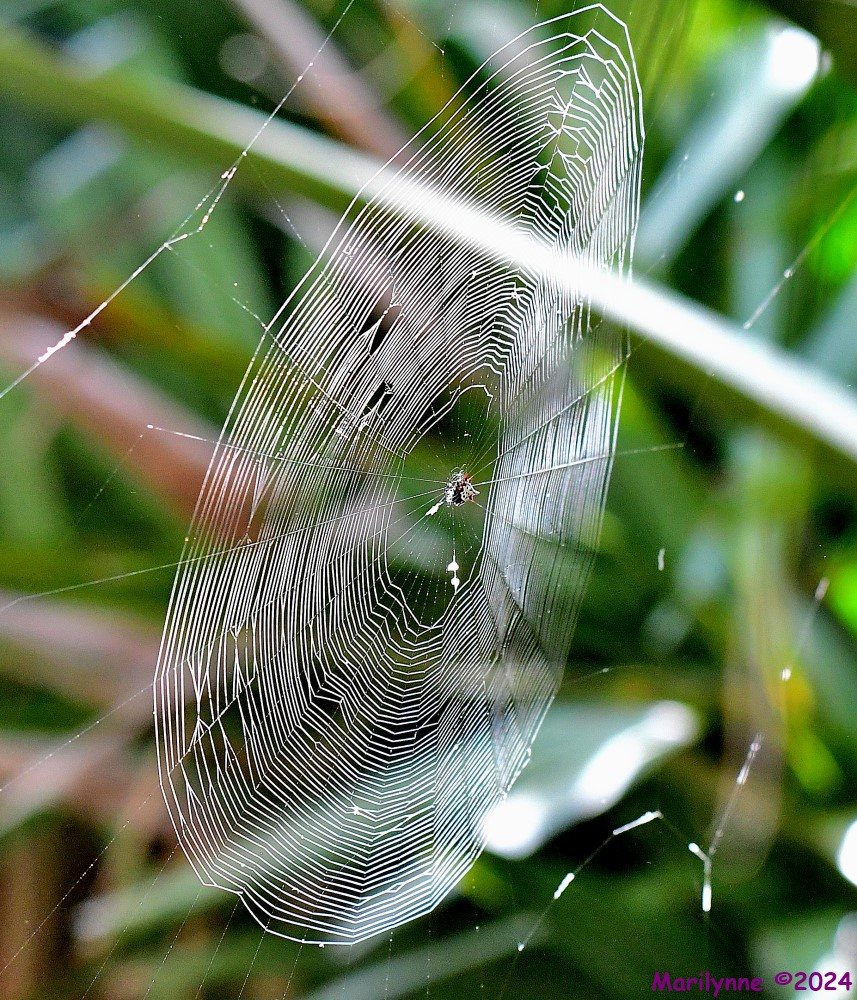 DSC_9802_001.JPG