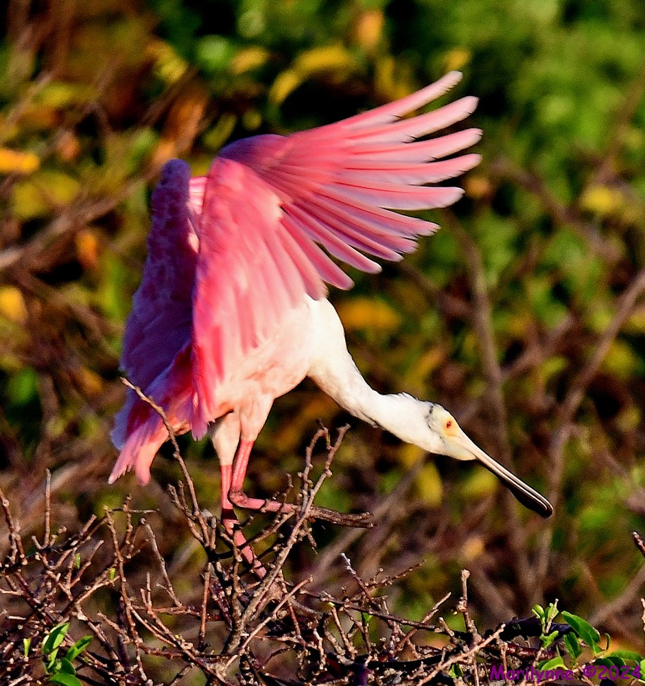 DSC_9803_001.JPG