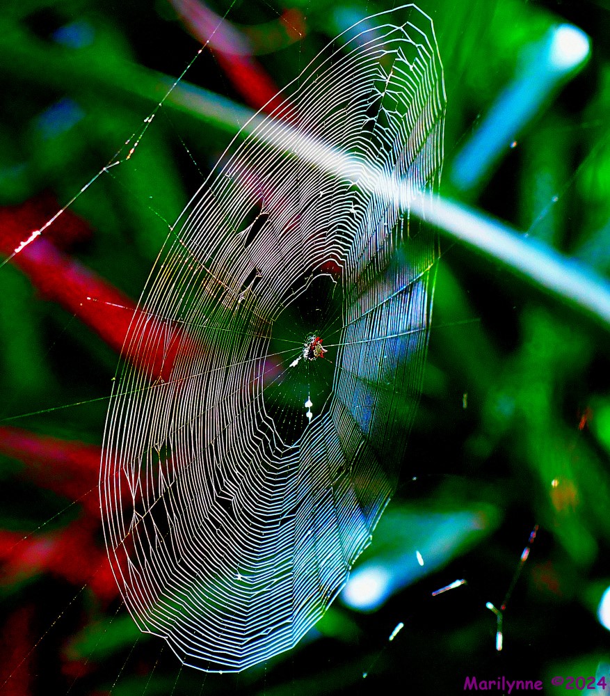 DSC_9803_001.JPG