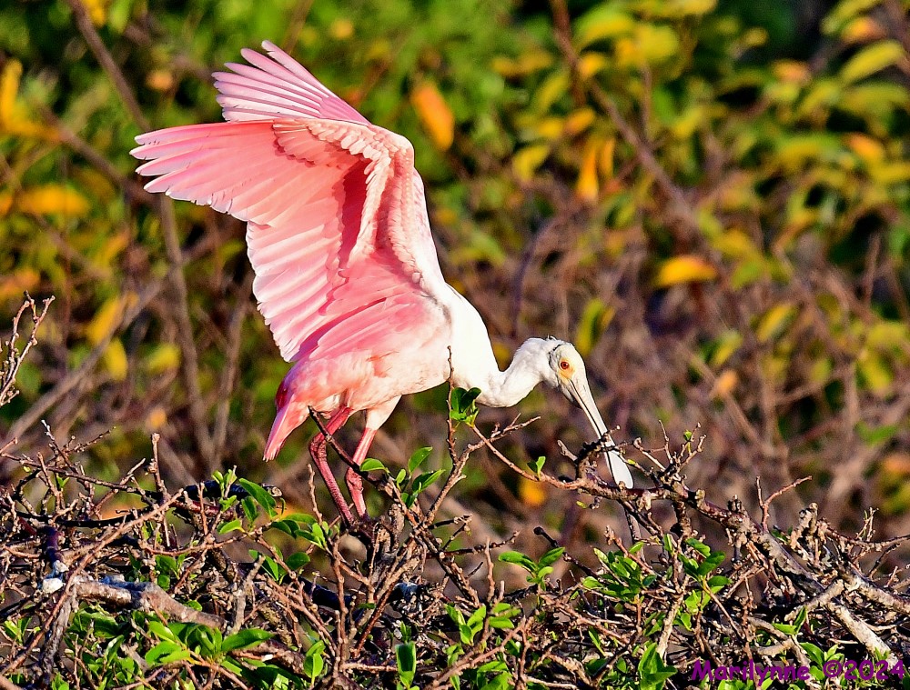 DSC_9805_001.JPG