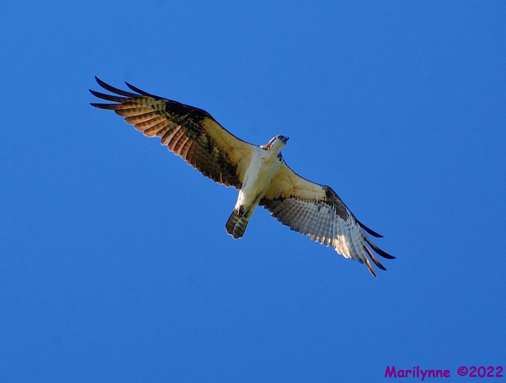 DSC_9806_001.JPG