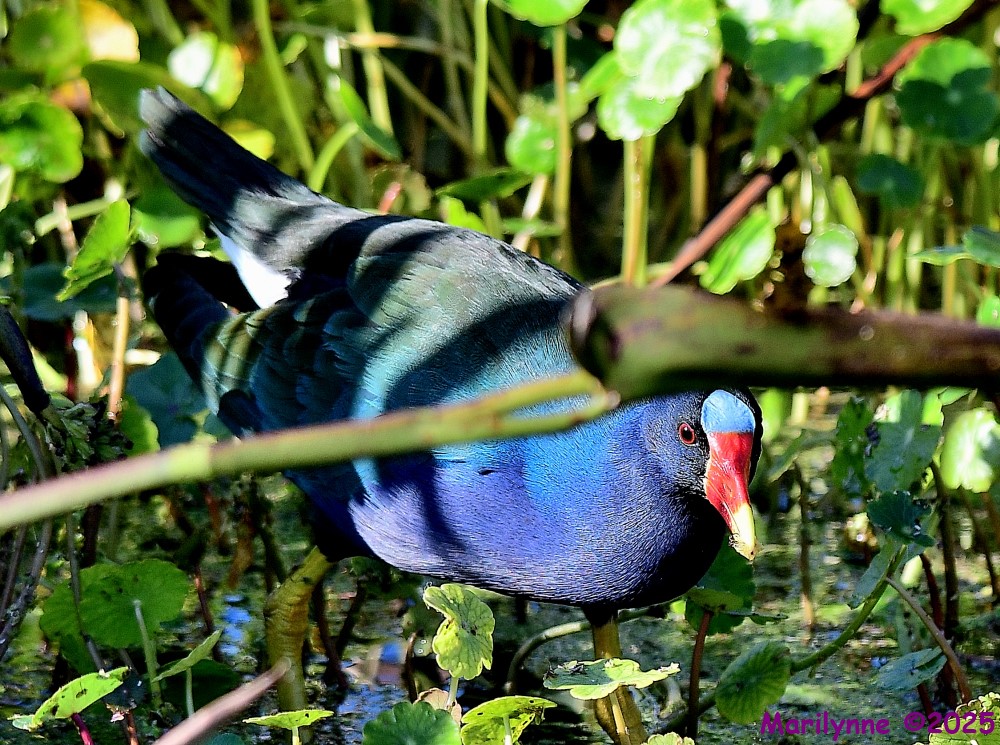 DSC_9806_001.JPG