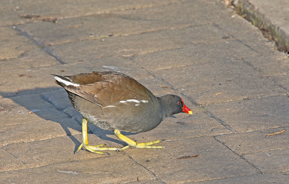 DSC_9808.jpg