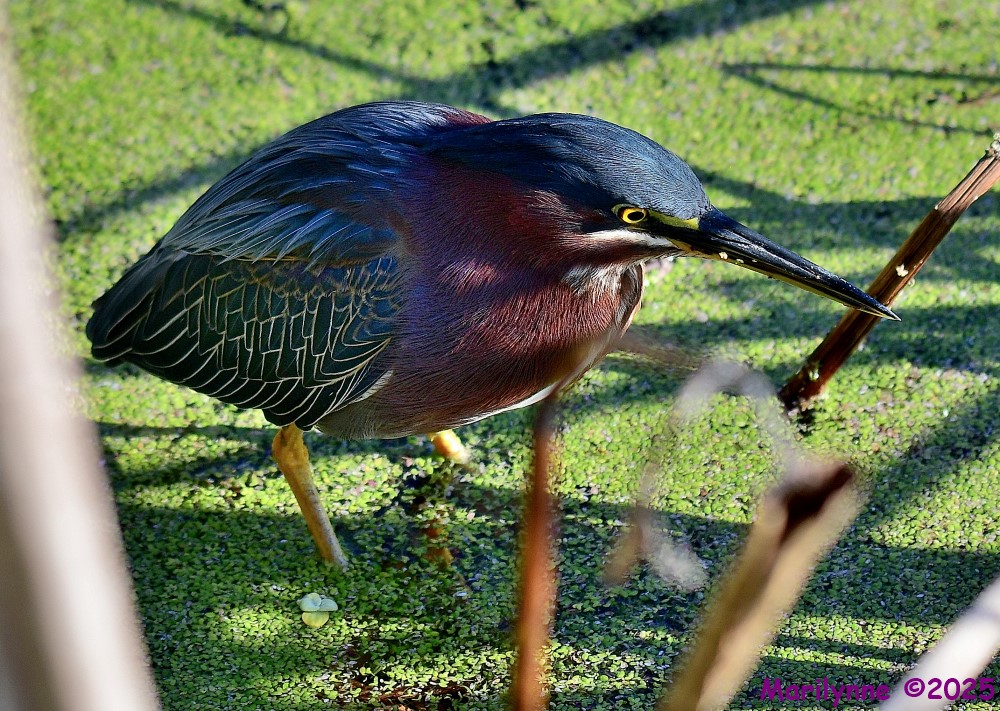 DSC_9809_001.JPG