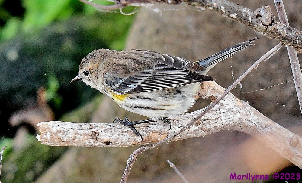 DSC_9810_001.JPG