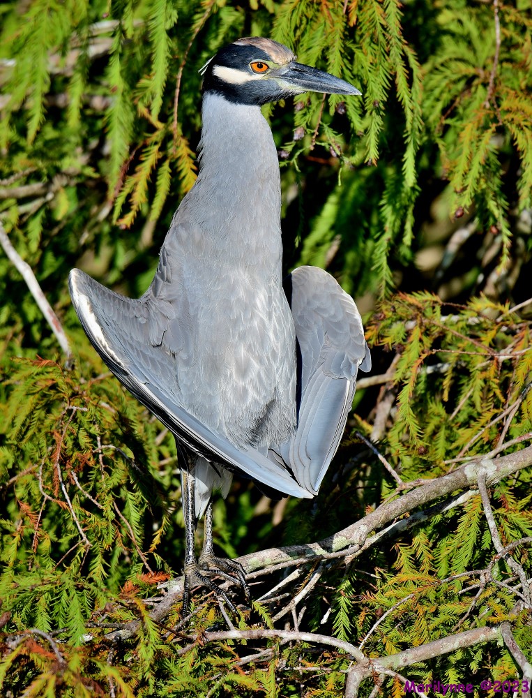 DSC_9810_stitch4_001.JPG