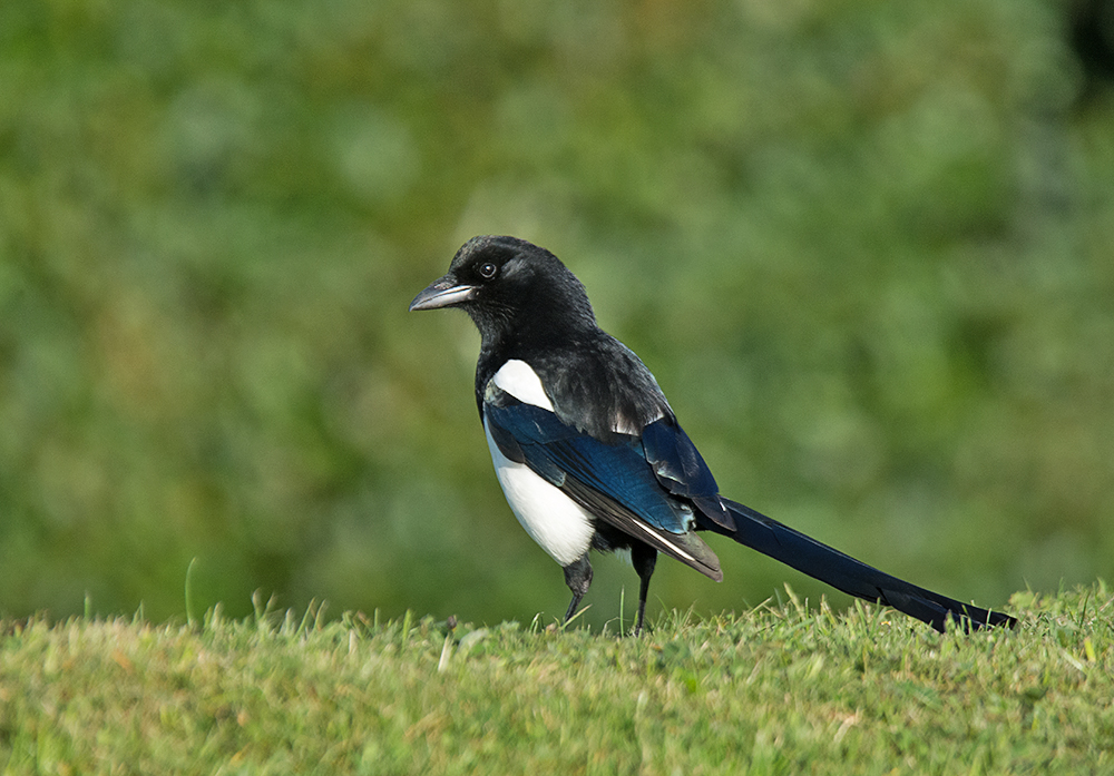 DSC_9811.jpg