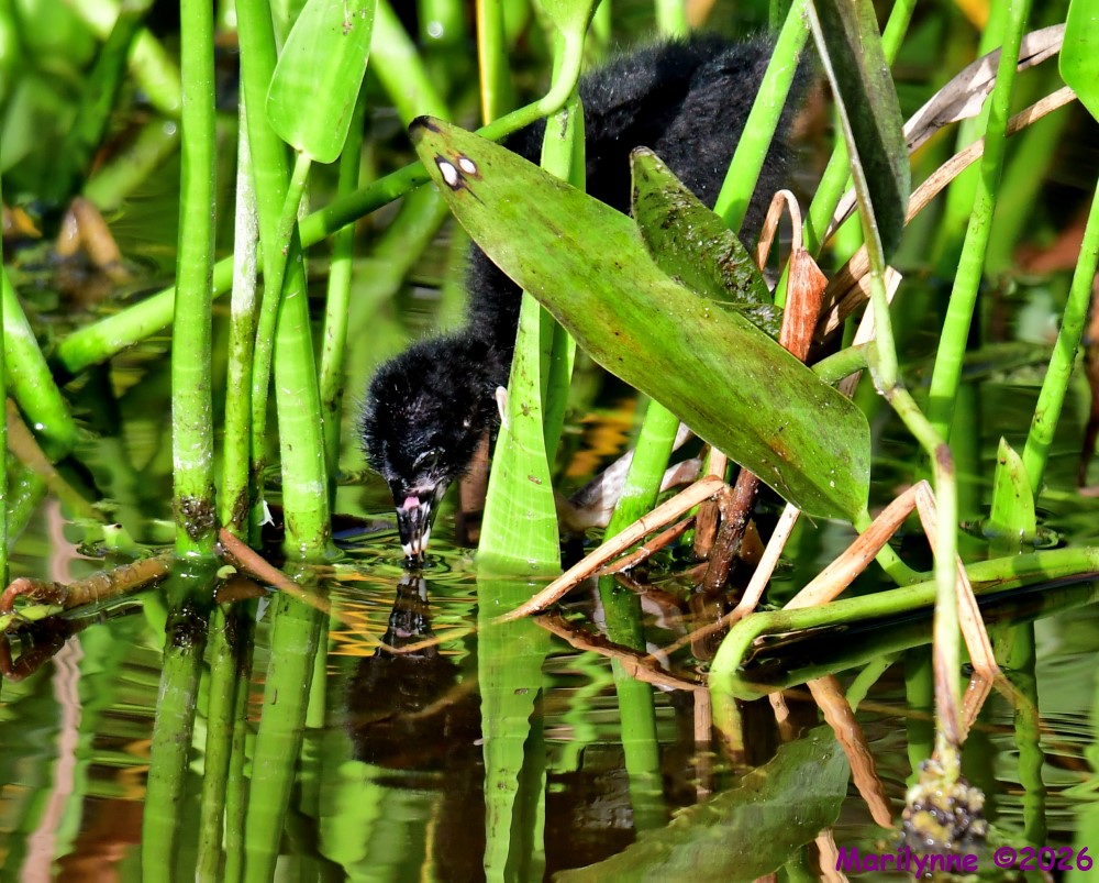 DSC_9812_001.JPG